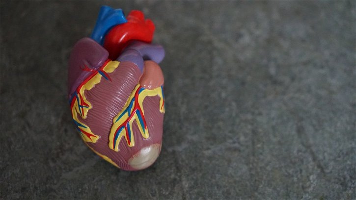 Immagine di Il cuore robot è quasi completo, passi avanti per la ricerca