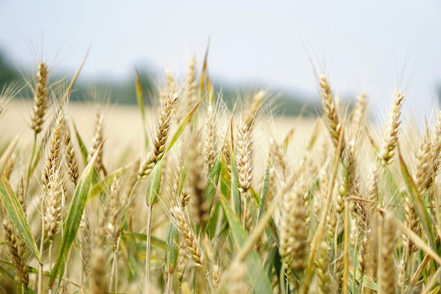 agricoltura