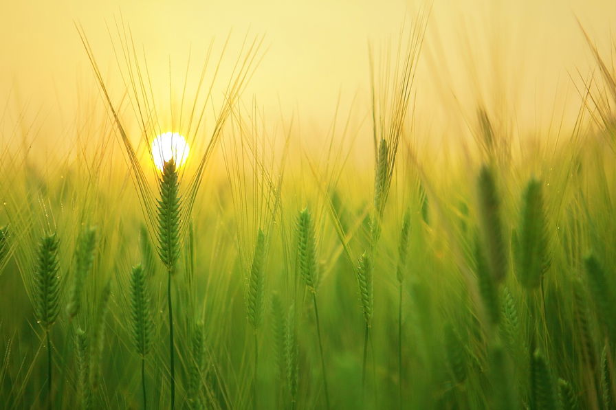 agricoltura