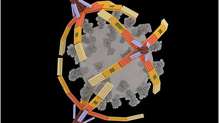 Immagine di Un nanorobot a forma di mano e fatto di DNA, cattura i virus per la diagnostica