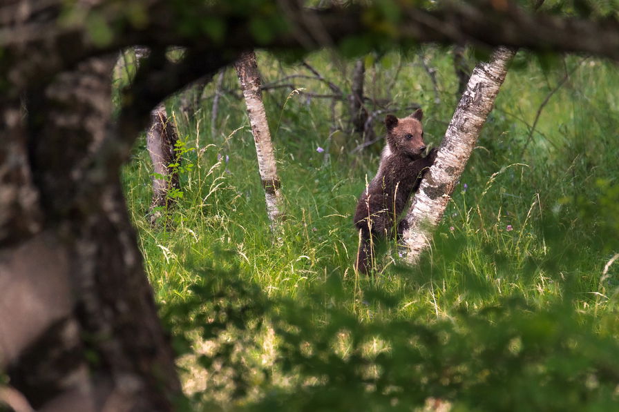 Foto di Simone Formisani per Salviamo L'Orso