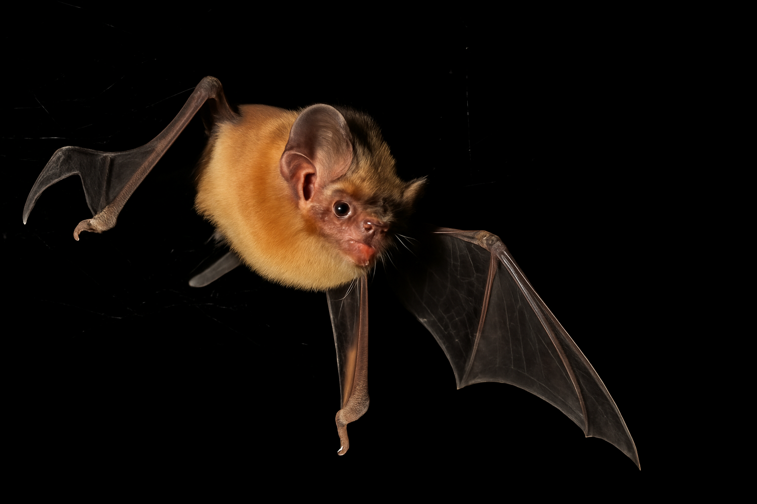 La scienza conferma il mito del pipistrello predatore