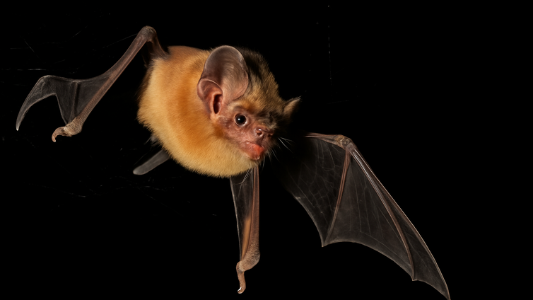 Immagine di La scienza conferma il mito del pipistrello predatore