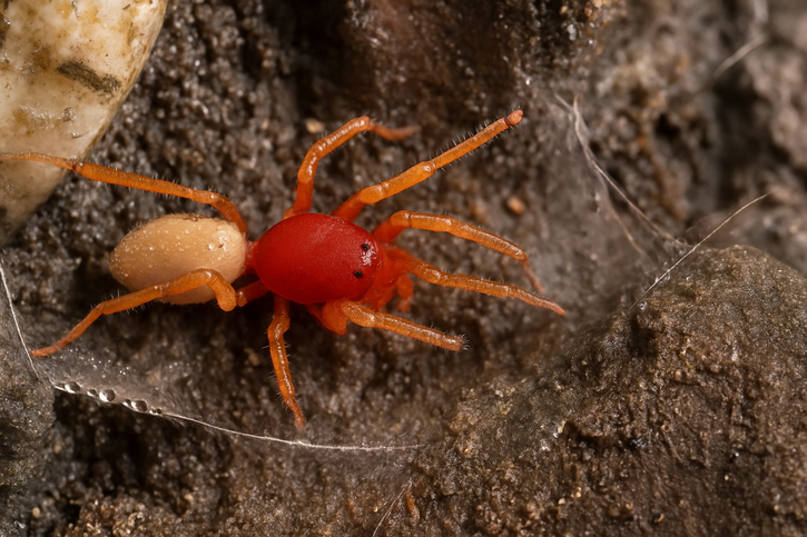 Immagine di Il ragno delle Canarie che ha dimezzato il suo genoma