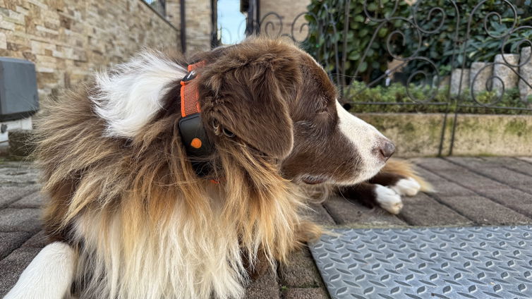 Immagine di Weenect XT: il collare GPS per cani che amano l'aria aperta | Test & Recensione