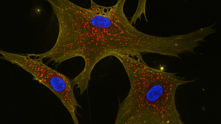 Immagine di Ingegneria biomedica: arriva il booster di mitocondri