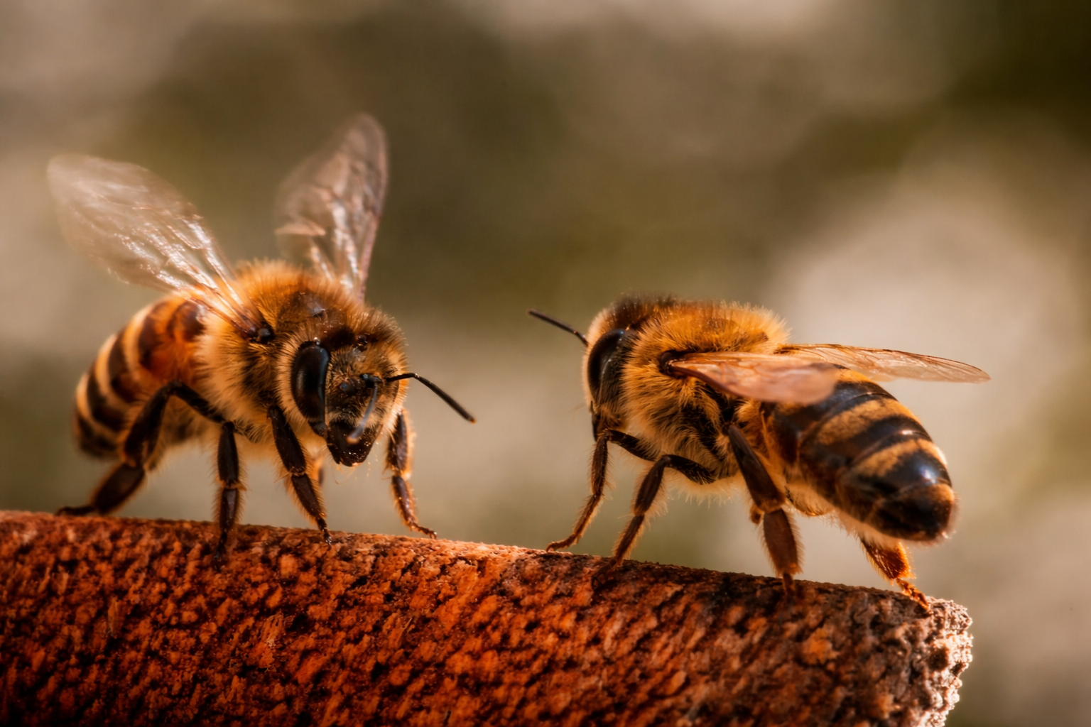 Il caldo estremo mette in crisi il raffreddamento delle api