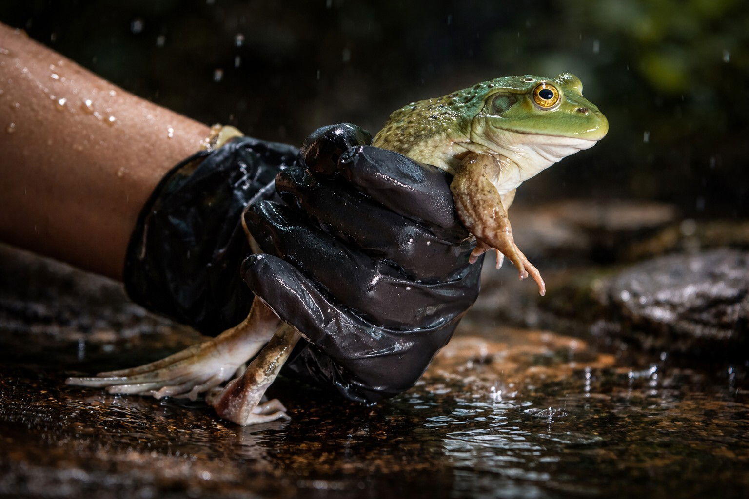 Il commercio di carne di rana ha diffuso un fungo letale