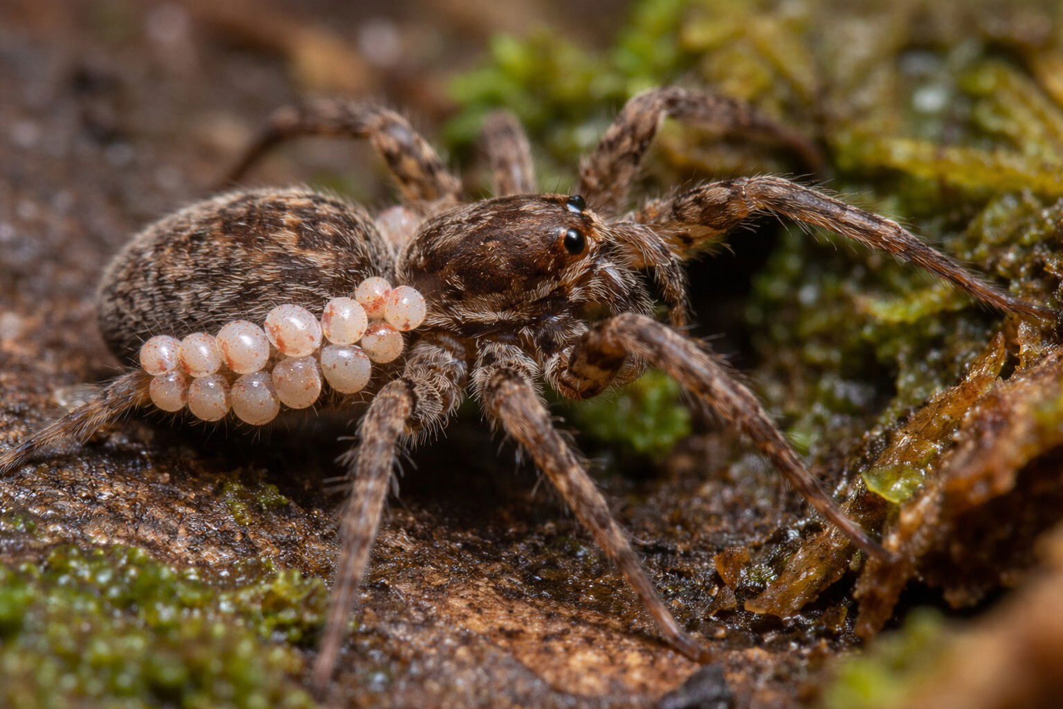 Svelato il mistero della “collana” sui ragni brasiliani