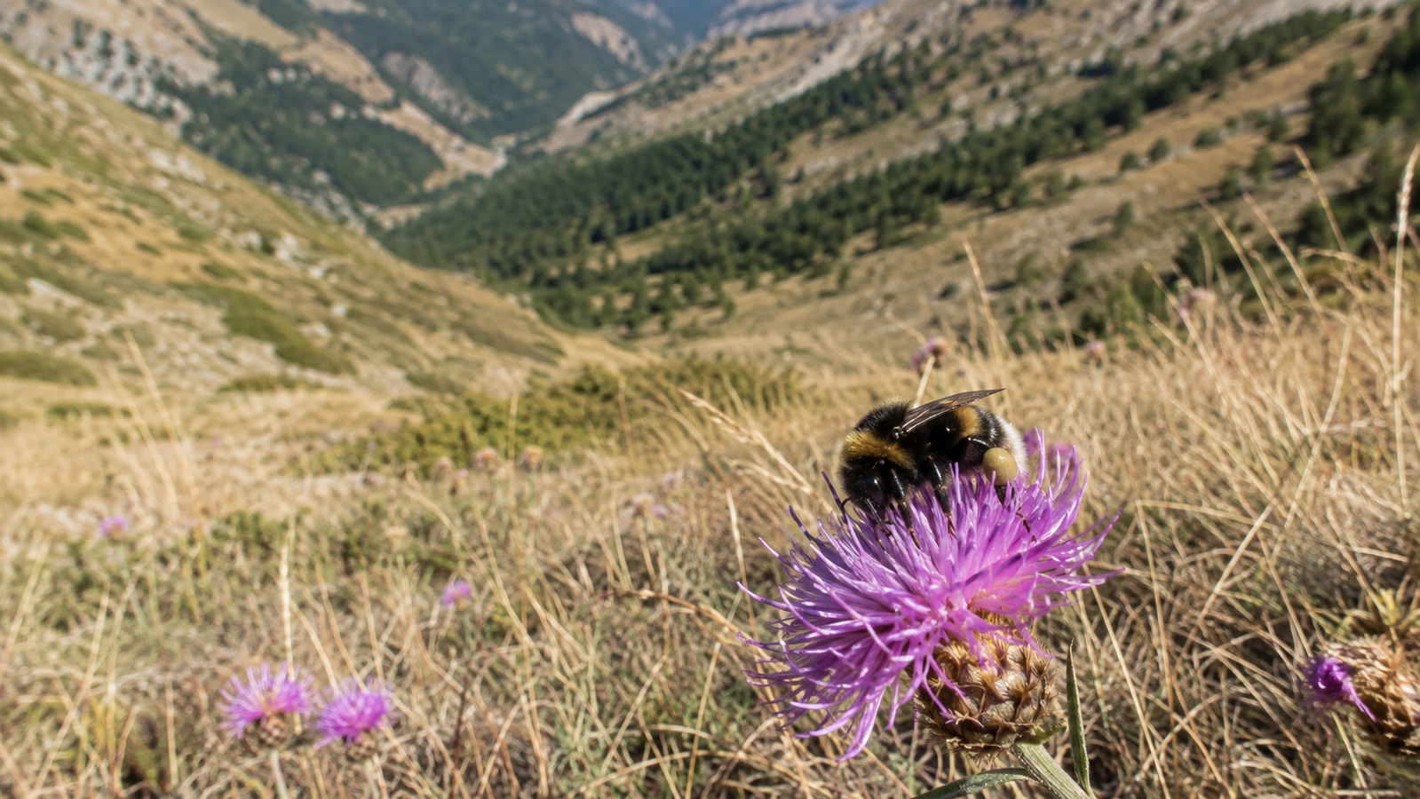 L'habitat dei bombi cambia dagli anni Ottanta, ora sappiamo perché