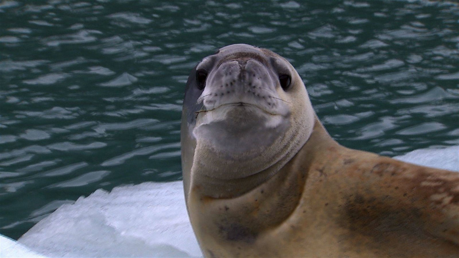 Immagine di Chiavetta USB nella cacca di foca. Si cerca il proprietario