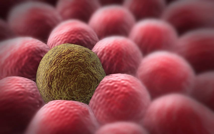 Immagine di La “macchina del tempo” di cellule umane può invertire la progressione del cancro