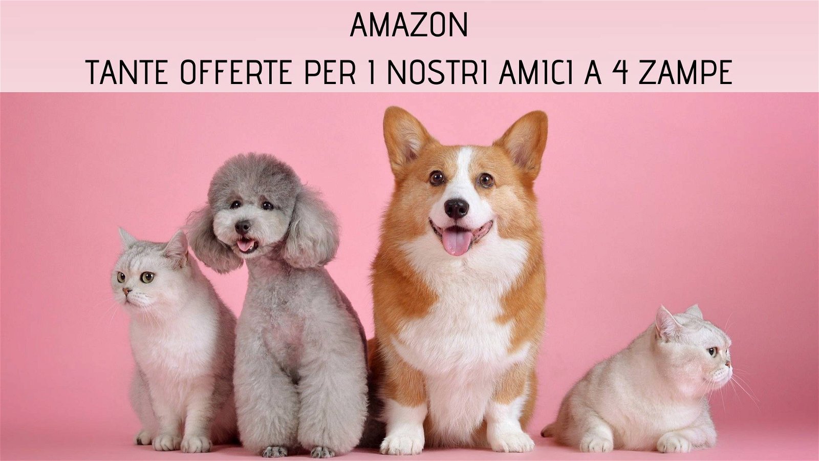 Immagine di Amazon: numerose offerte per i nostri amici animali