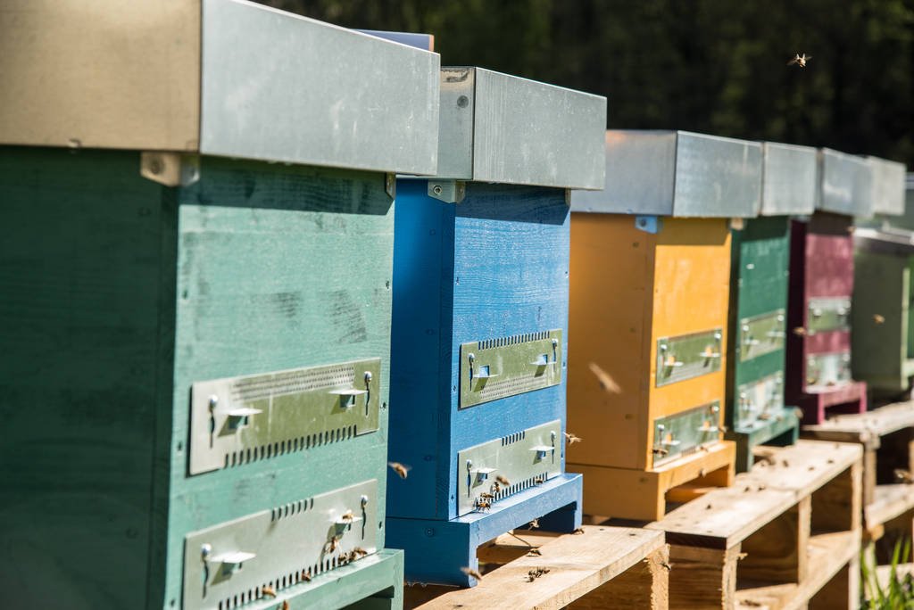 Immagine di Pollinate the Planet, la startup di 3Bee che ha già protetto 70 milioni di api