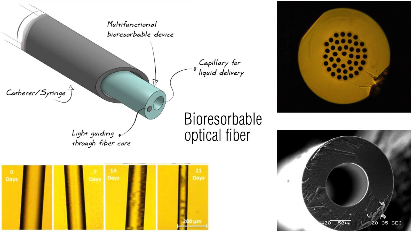 Immagine di Fibra ottica bio-riassorbibile per terapie mediche all'interno del corpo umano: una soluzione innovativa del Politecnico di Torino