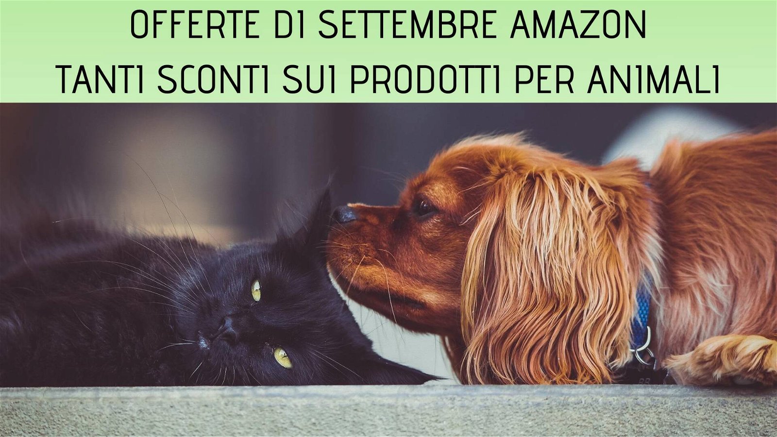 Immagine di [ULTIMI GIORNI] Amazon: tante nuove offerte sui prodotti per cani e gatti