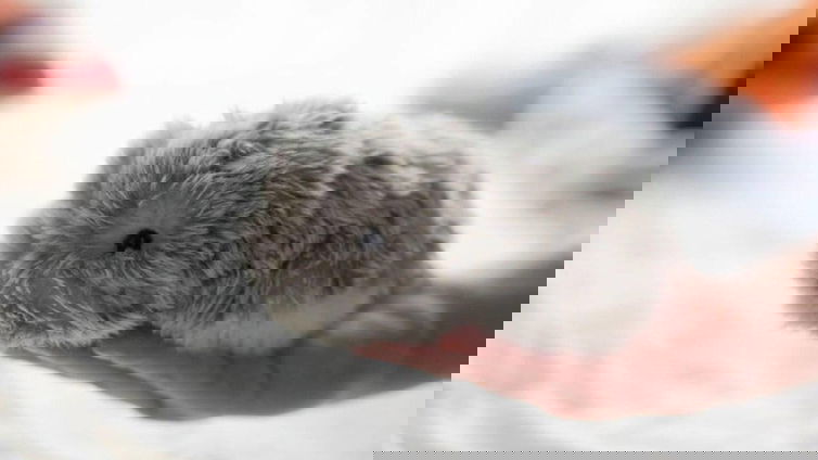 Immagine di Muflin: al CES 2021 arriva il pet-robot con intelligenza artificiale