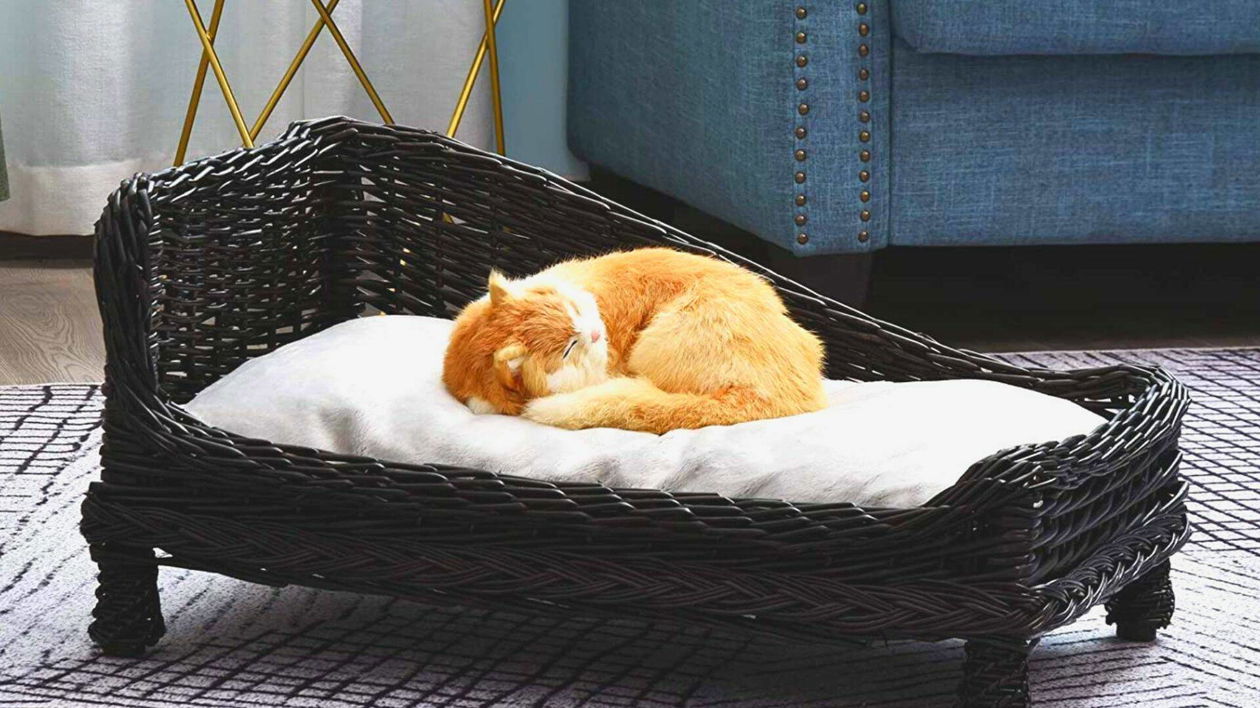 Immagine di Offerte Amazon: le migliori per i nostri amici a quattro zampe!