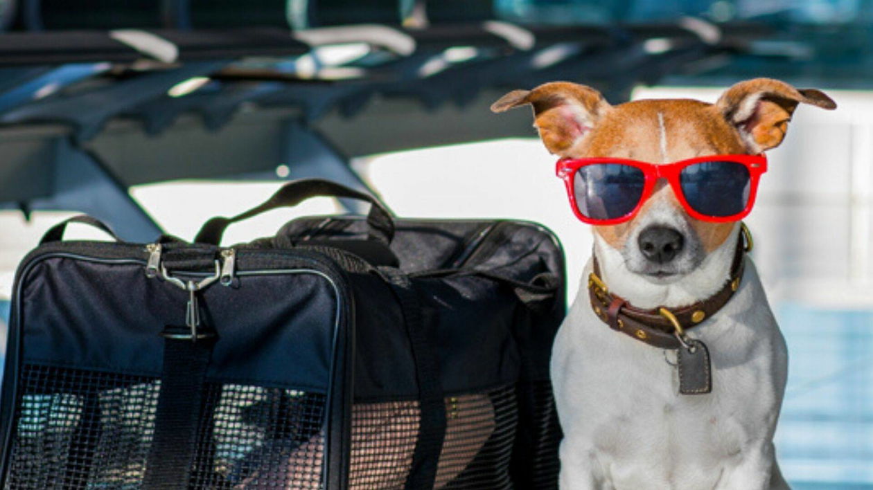 Immagine di Cucce, trolley, voliere e tante altre offerte per gli animali domestici!