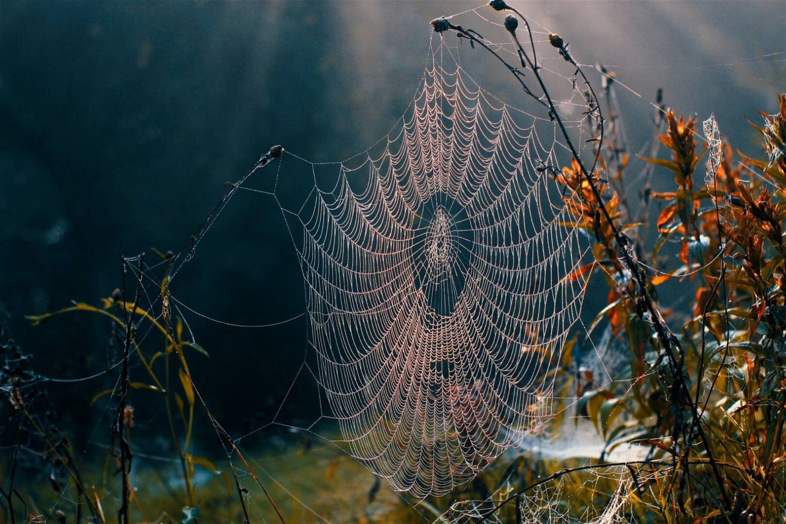 Immagine di Un giorno sarà possibile comunicare con i ragni? Il MIT dice sì