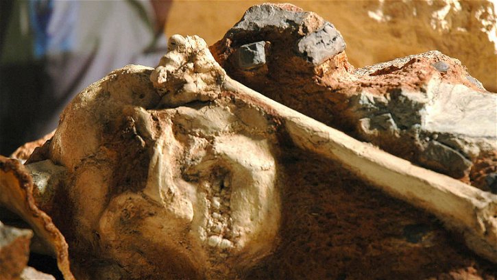 Immagine di Little Foot: il fossile di Australopiteco a cui piaceva dondolarsi tra gli alberi