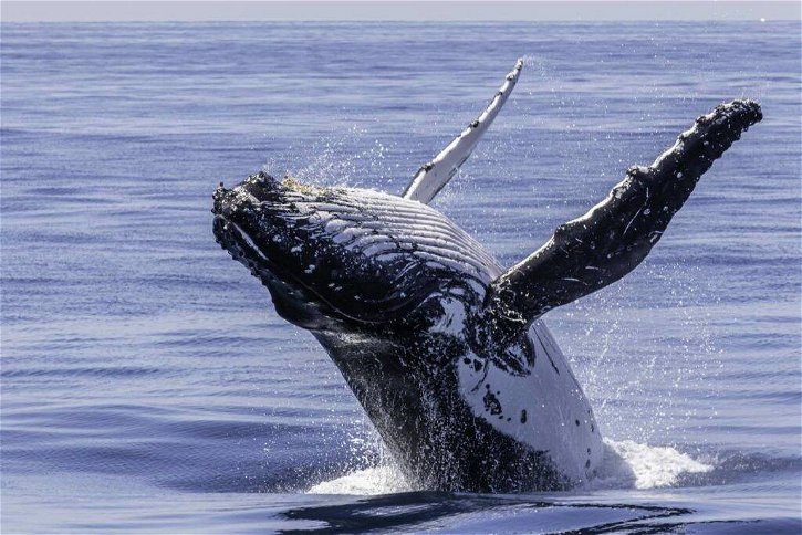 Immagine di riscaldamento globale, le balene franche australi a rischio estinzione