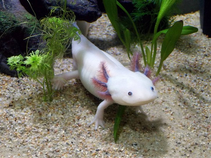 Immagine di Lo studio del genoma dell'Axolotl potrebbe aiutare gli umani a rigenerarsi