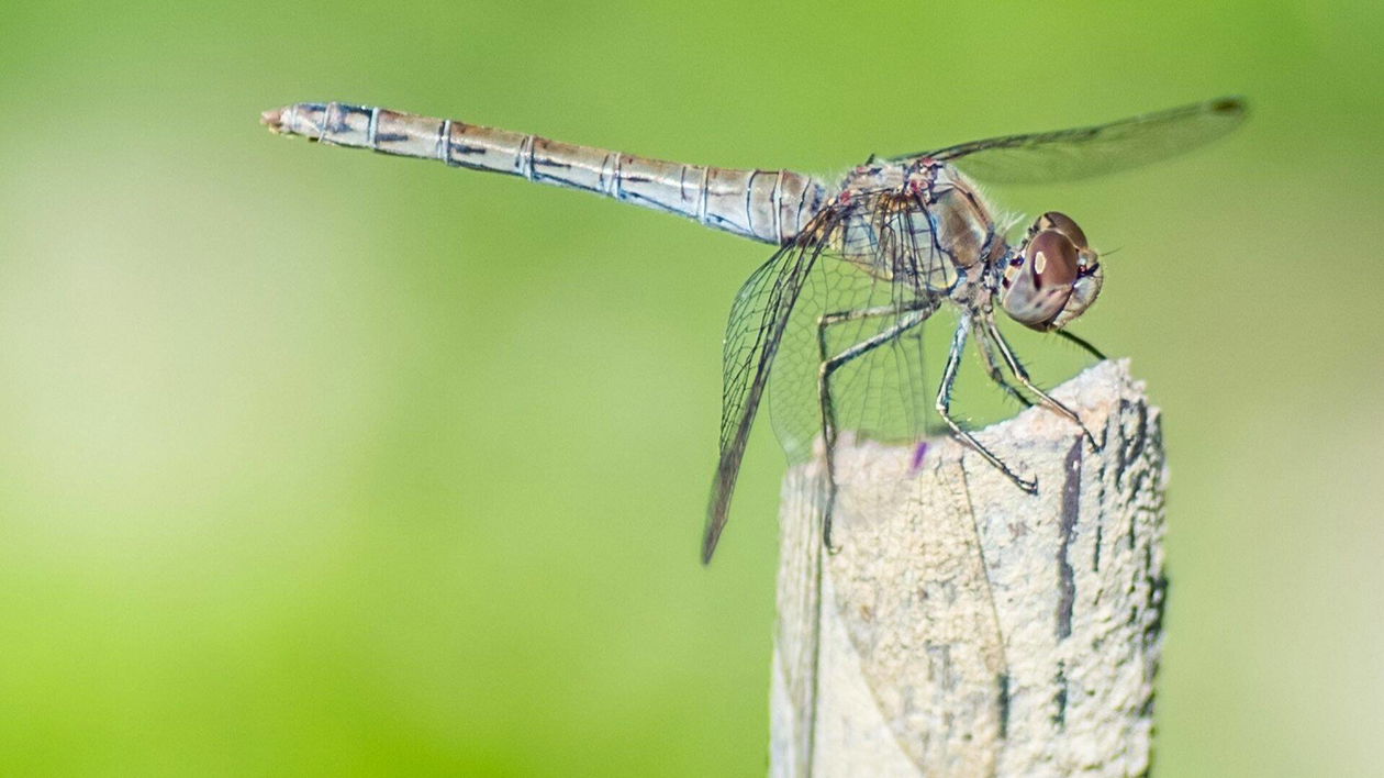 Immagine di Fino al 39% di sconto sui migliori insetticidi su Amazon