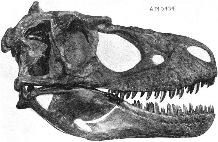 Immagine di TAC eseguita su crani di Daspletosaurus rivela nuovi particolari