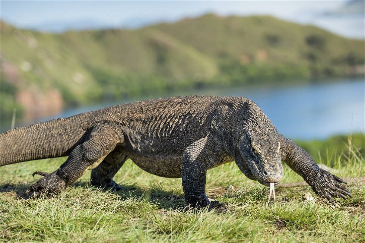 Immagine di L'Indonesia prepara un "Jurassic Park" con i Draghi di Komodo