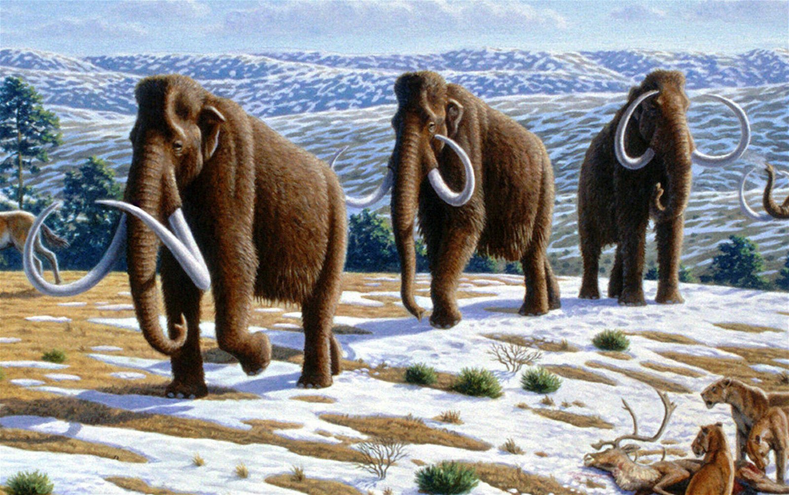 Immagine di Clonare il mammut per salvare le specie attuali dall'estinzione: la ricetta di Colossal