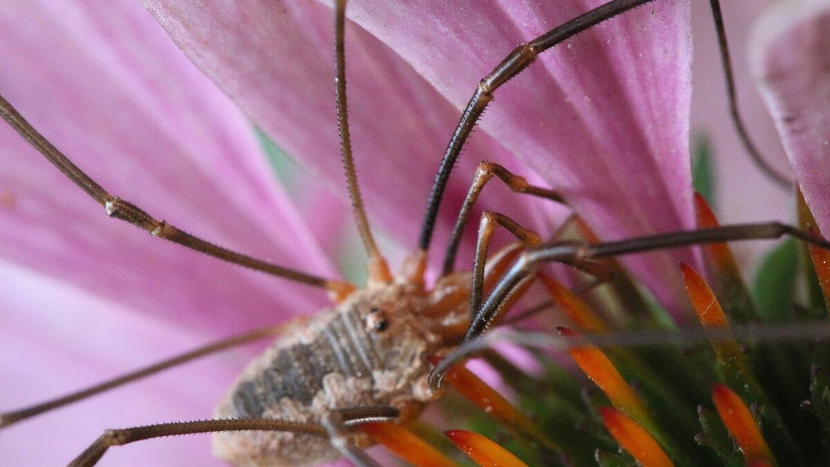 Immagine di Ricercatori creano ragni con caratteristiche fisiche modificate geneticamente