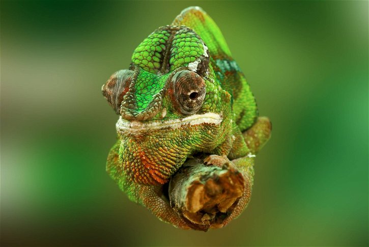 Immagine di È stata ritrovata una specie di camaleonti che si credeva estinta