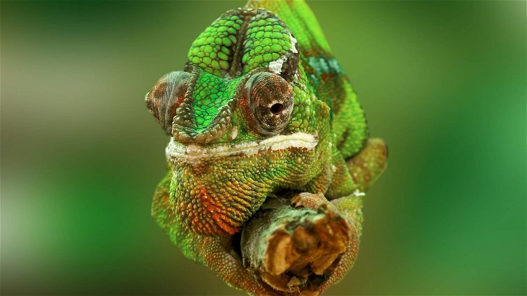 Immagine di È stata ritrovata una specie di camaleonti che si credeva estinta