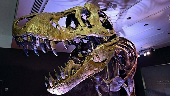 Immagine di Il Tyrannosaurus Rex poteva avere un muso particolarmente sensibile