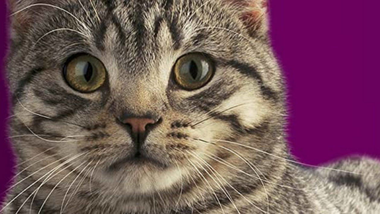 Immagine di Offerte di settembre Amazon: sconti da Black Friday sulle migliori marche di cibo per animali!