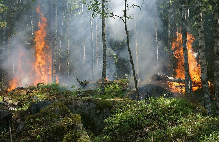 Immagine di Gli NFT coniati per salvare la foresta amazzonica sono finiti in un'ora