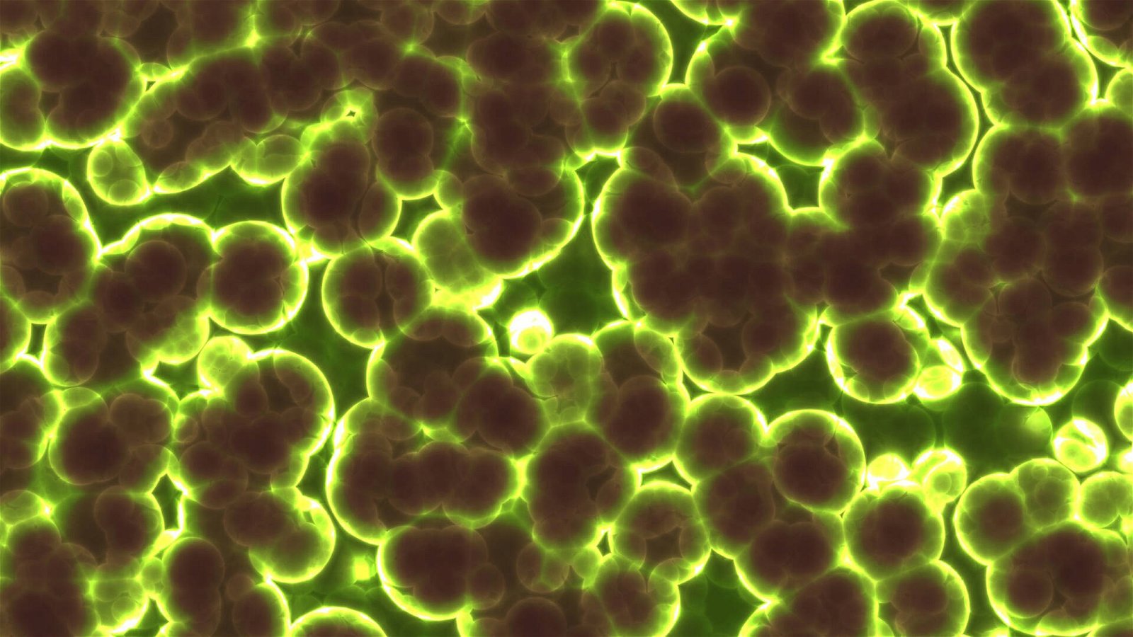 Immagine di Biocombustibili economici grazie a nuovi microbi resistenti