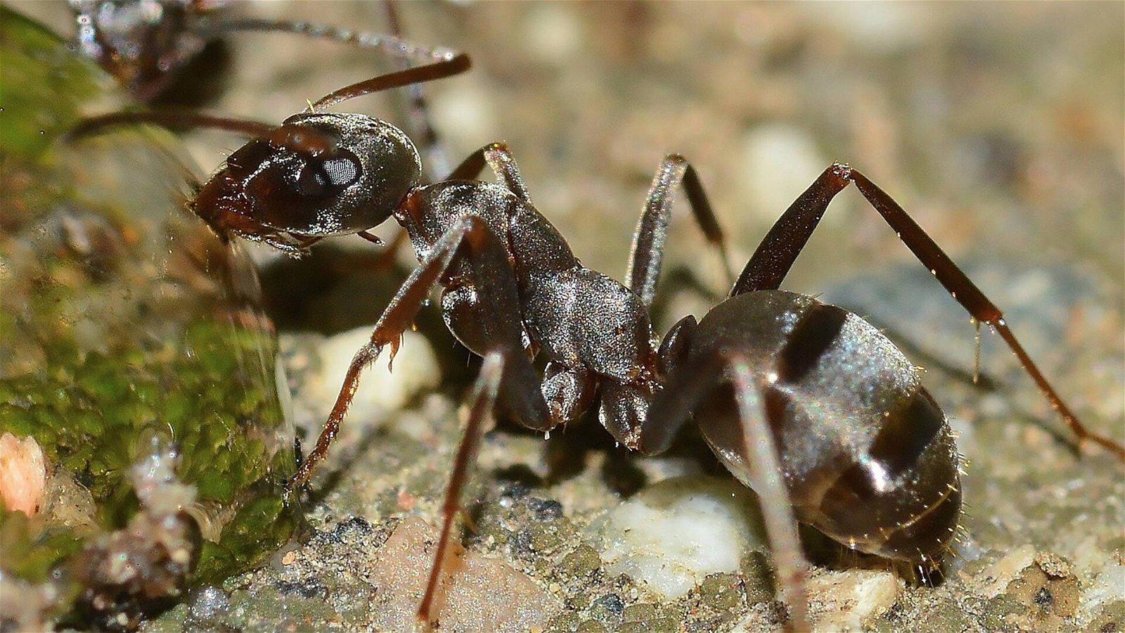 Immagine di Questi robot-formica si collegano tra loro per superare ostacoli