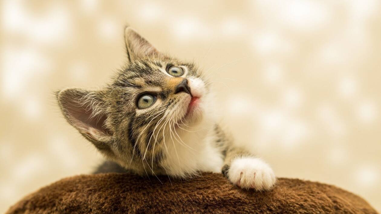 Immagine di Festa del gatto: 5 imperdibili offerte Amazon per il tuo amico a 4 zampe!