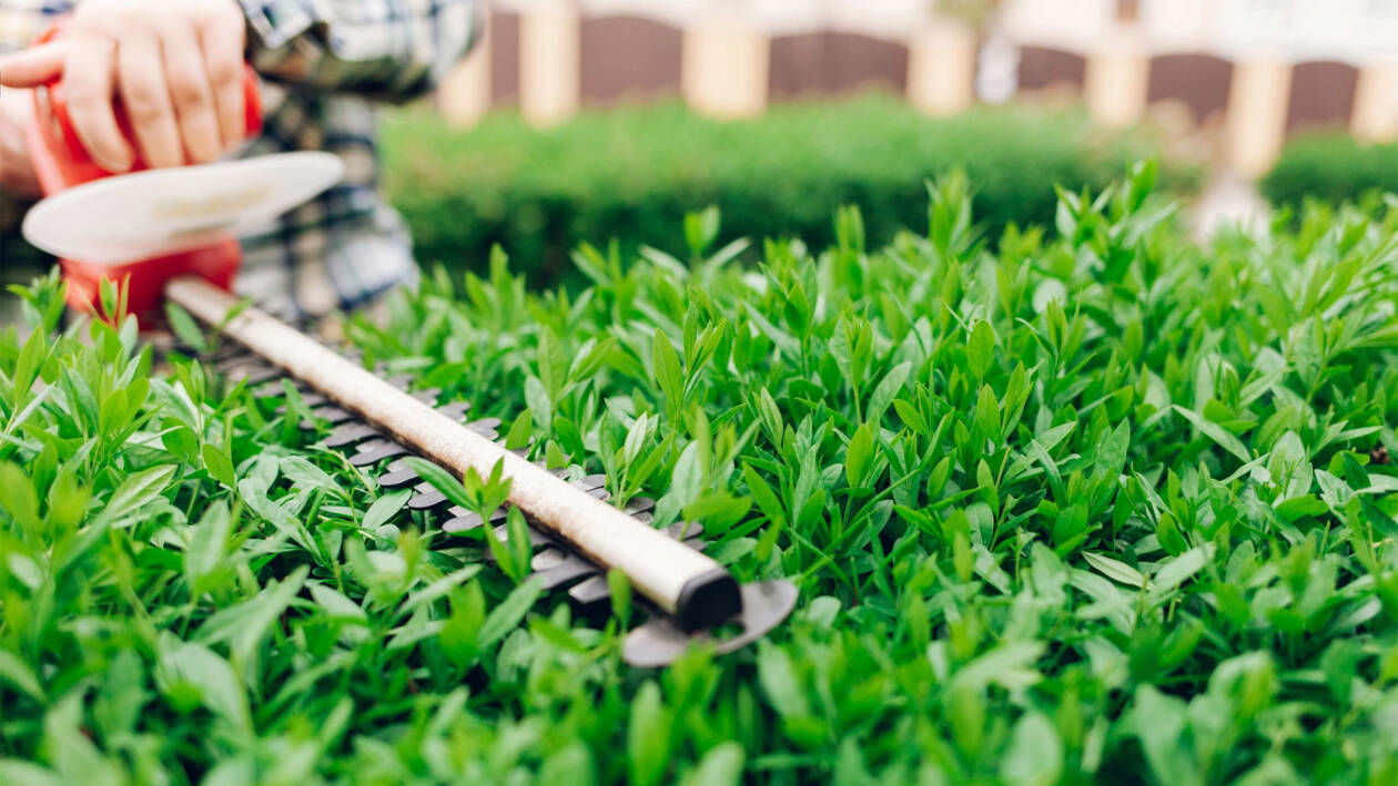 Immagine di Offerte giardinaggio, fino a 100€ di sconto su ManoMano