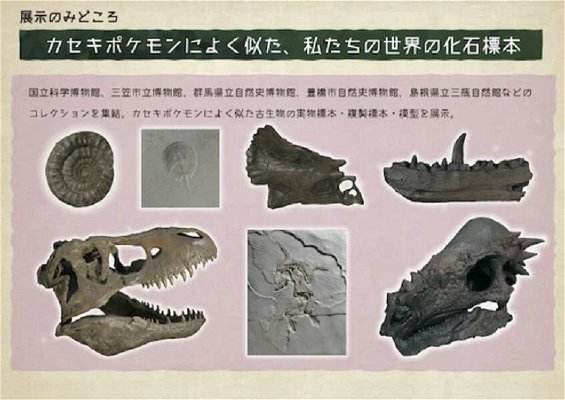 pok-mon-fossil-museum-220568.jpg