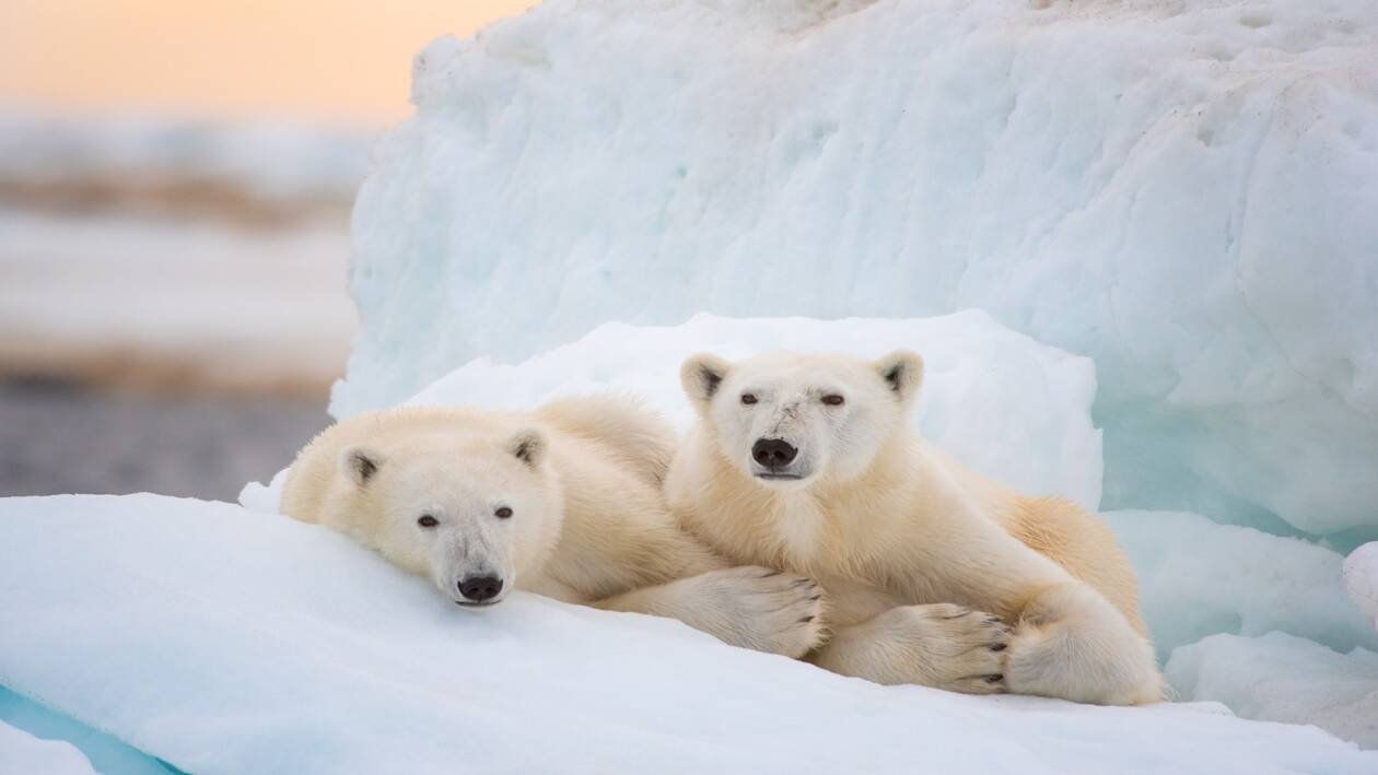 Immagine di Il film Polar Bear debutterà su Disney Plus in occasione della Giornata della Terra: ecco il trailer