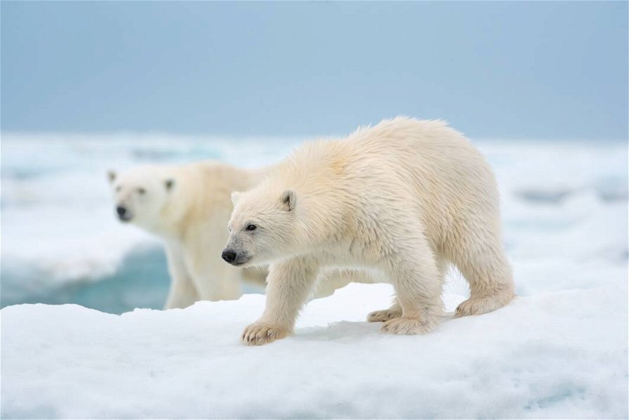 polar-bear-220732.jpg
