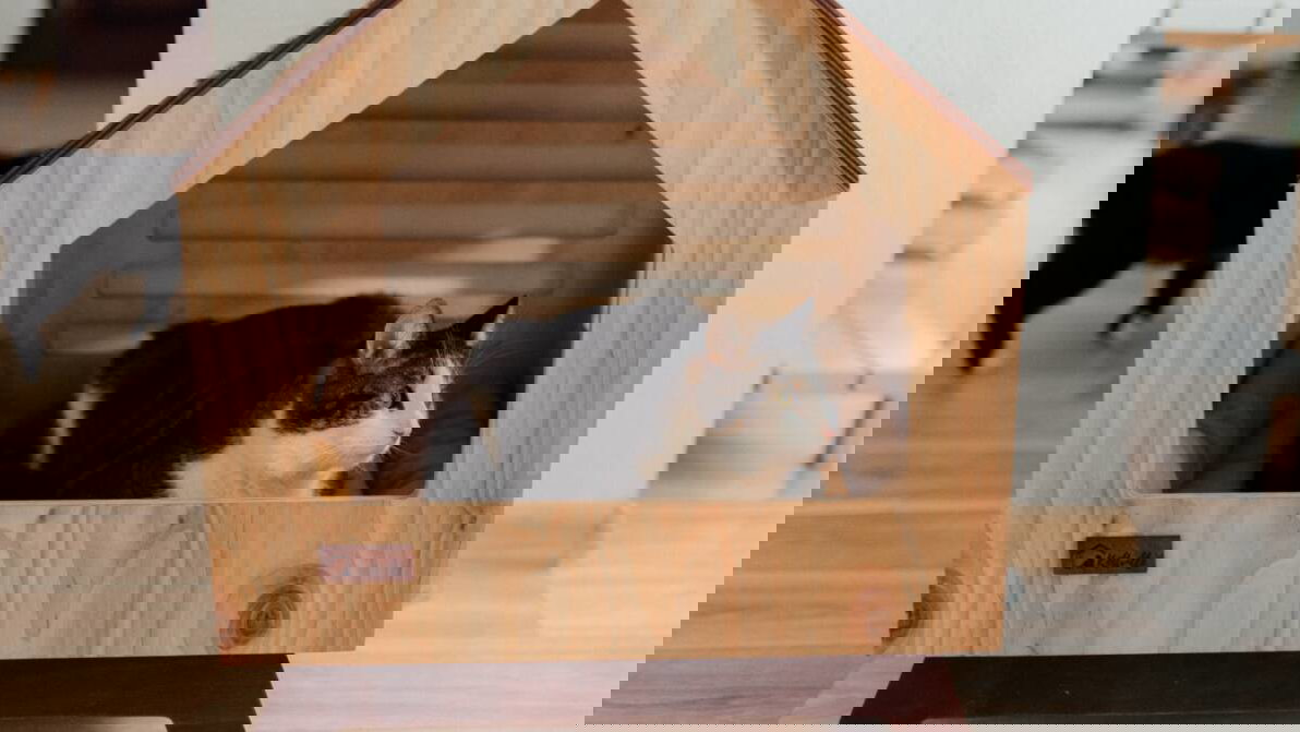 Immagine di Cucce per gatti | Le migliori del 2023