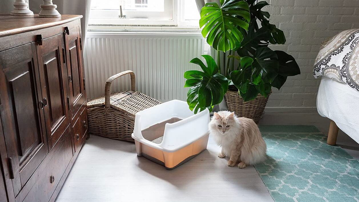 Immagine di Lettiere per gatti | Le migliori del 2022