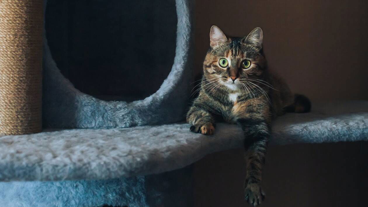 Immagine di Tiragraffi per gatti | I migliori del 2023