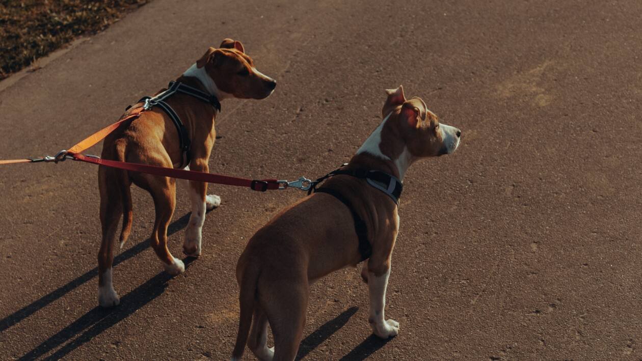 Immagine di Guinzagli per cani | I migliori del 2023