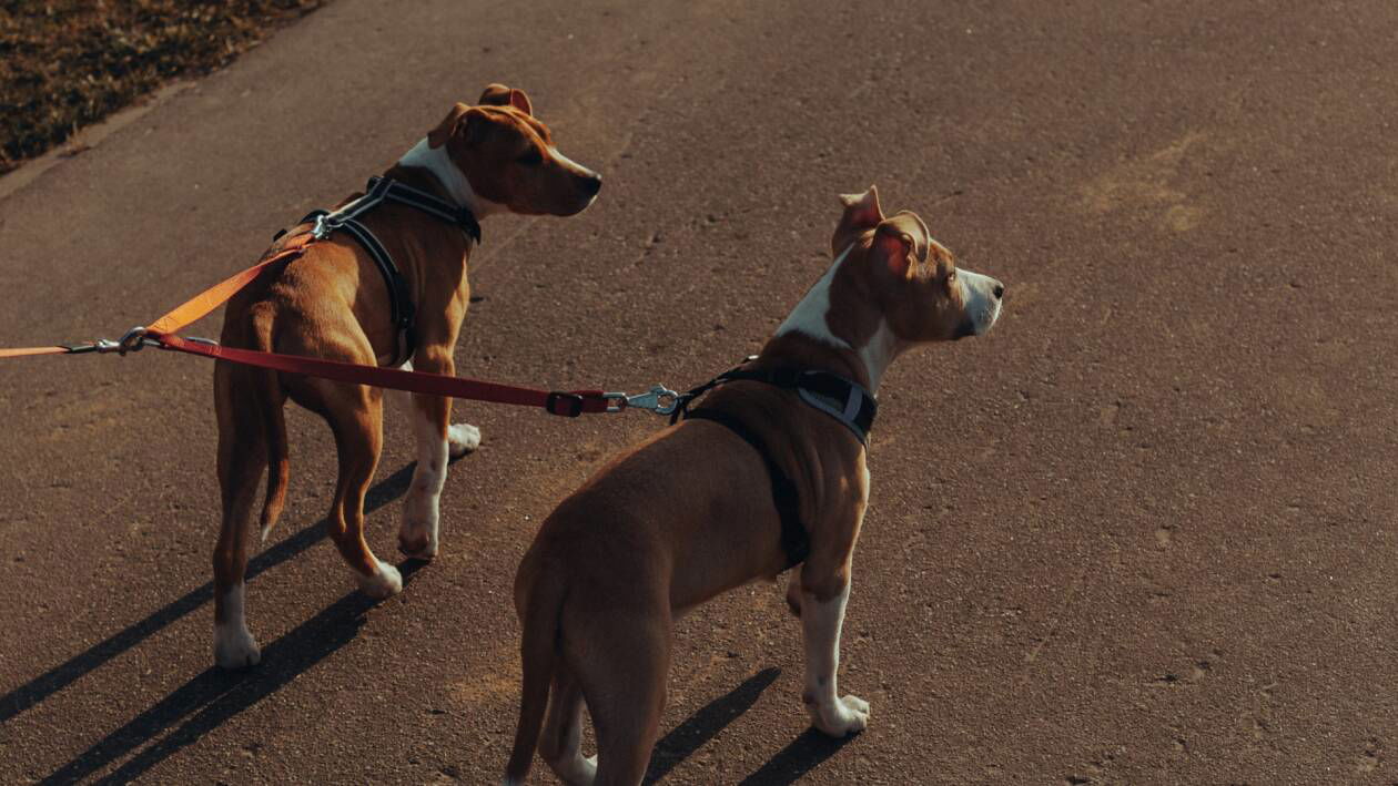 Immagine di Guinzagli per cani | I migliori del 2023