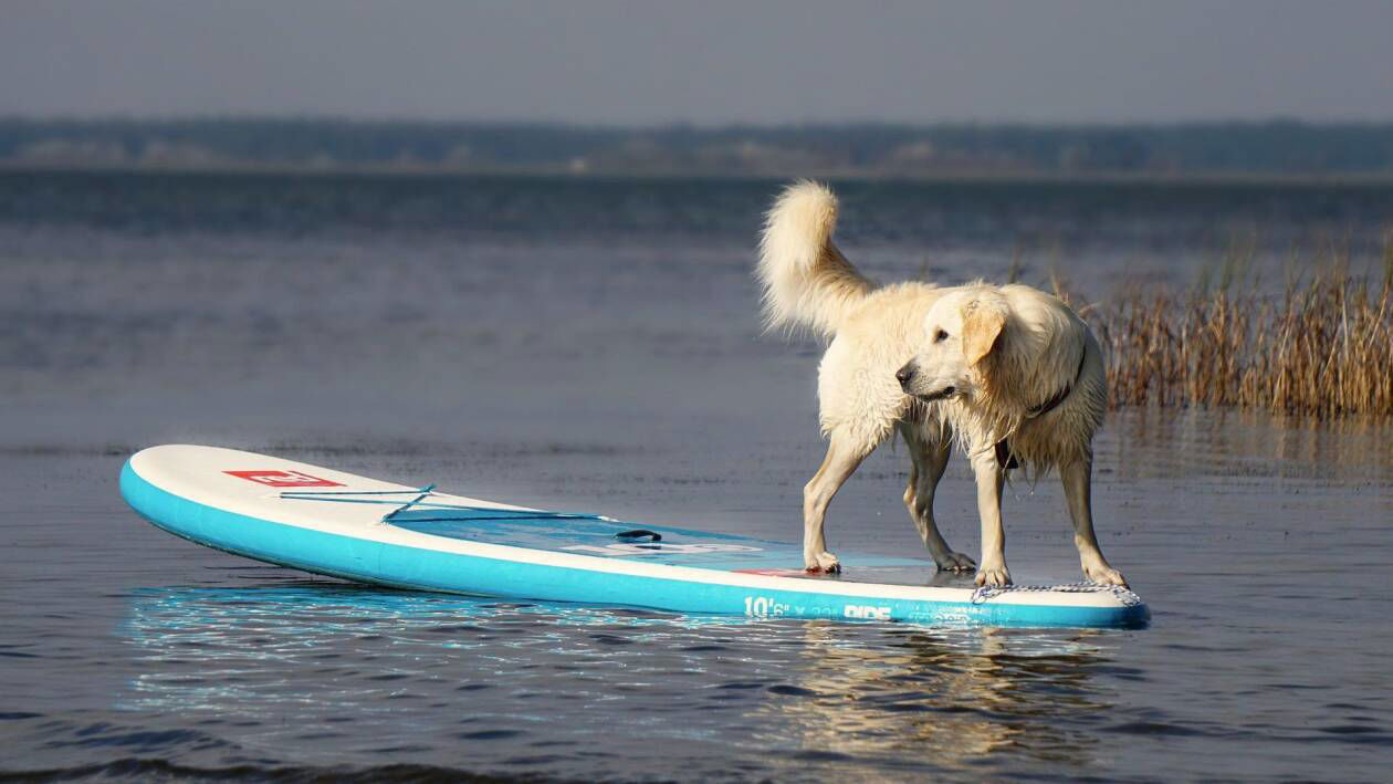 Immagine di SUP (Stand Up Paddle) | I migliori del 2023